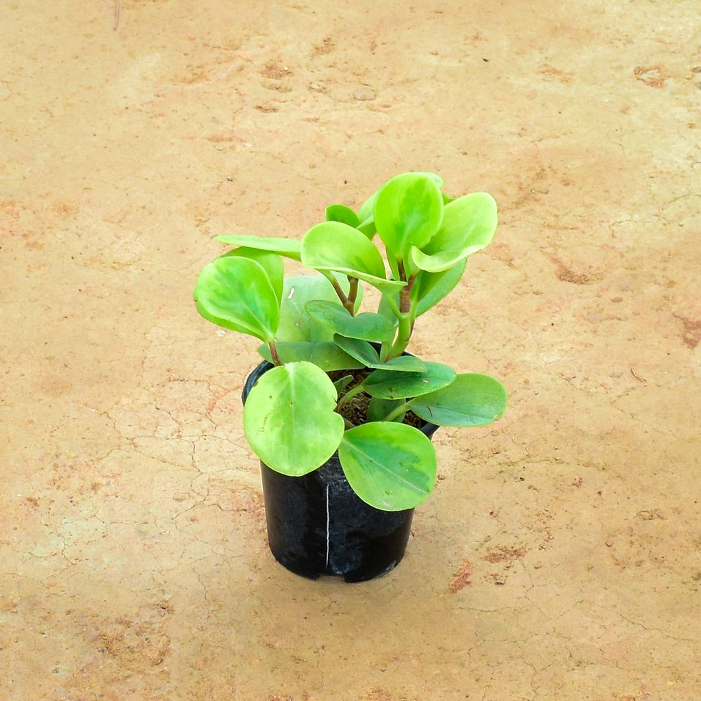 Buy Peperomia / Radiator Plant Green in 4 Inch Nursery Pot Online | Urvann.com Peperomia / Radiator Plant Green in 4 Inch Nursery Pot