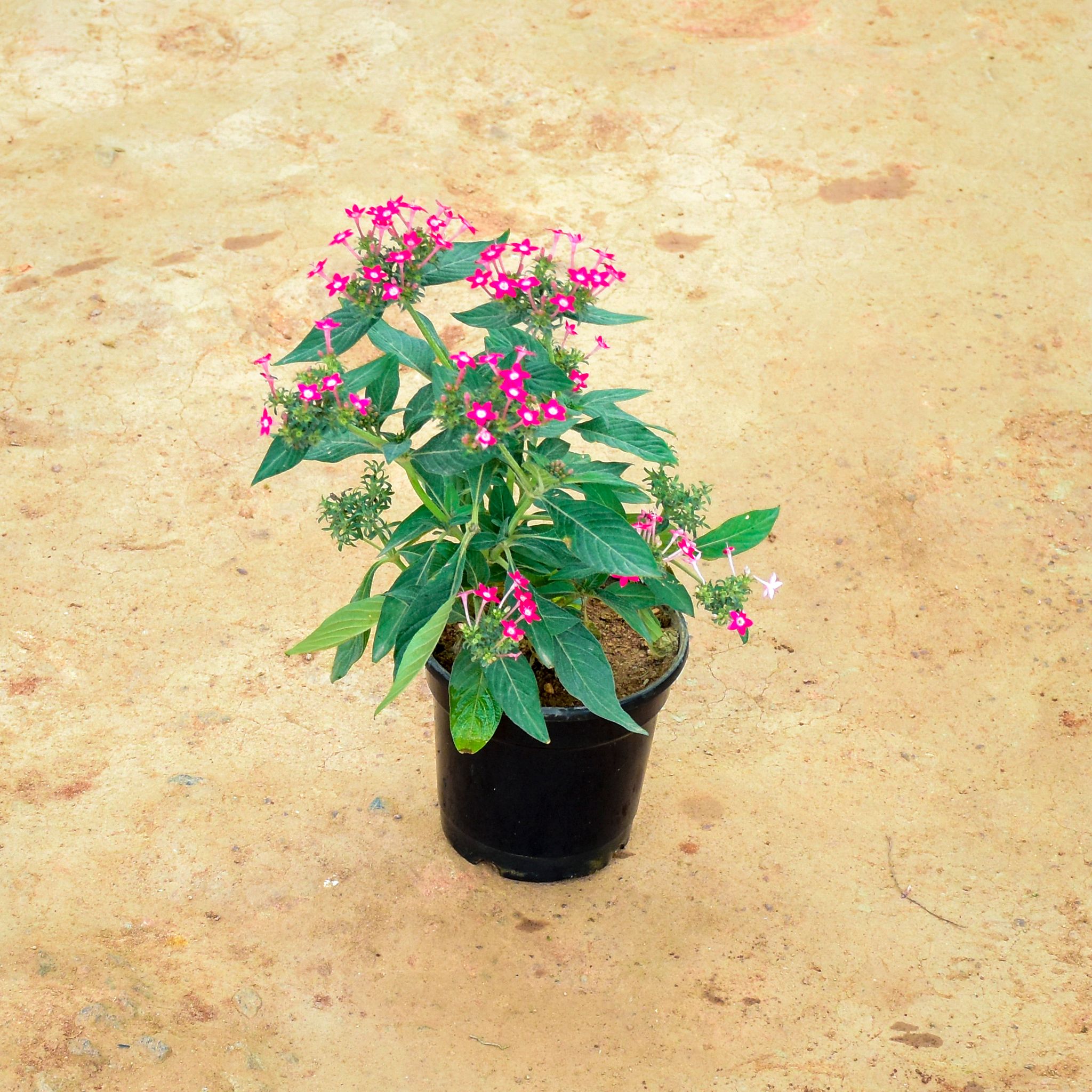Pentas Pink in 6 Inch Nursery Pot