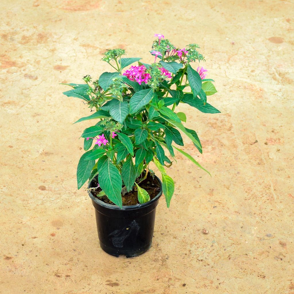 Buy Pentas Pink in 6 Inch Nursery Pot Online | Urvann.com Pentas Pink in 6 Inch Nursery Pot