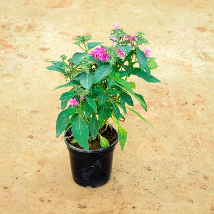 Buy Pentas Pink in 6 Inch Nursery Pot Online | Urvann.com