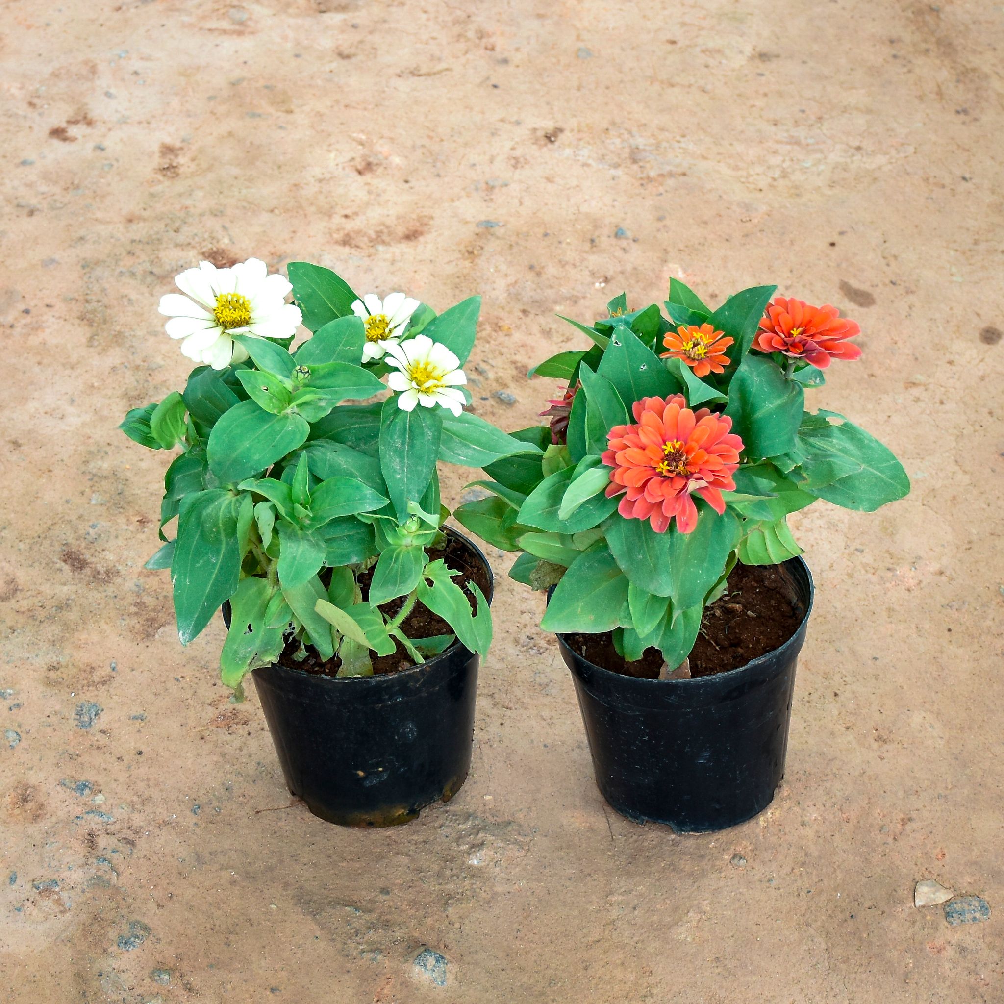 Set of 2 - Zinnia (Orange, White) in 6 Inch Nursery Pot