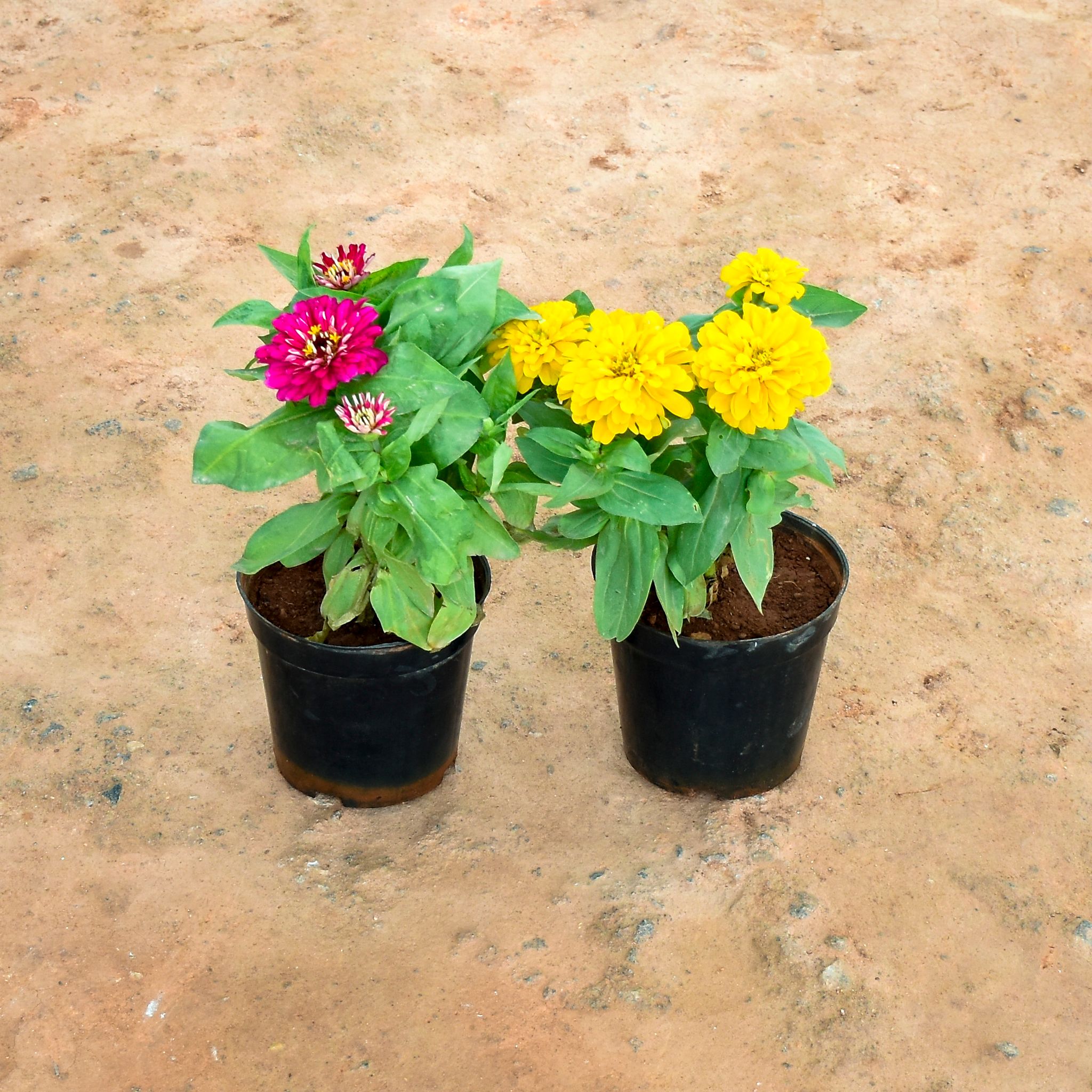 Set of 2 - Zinnia (Pink & Yellow) in 6 Inch Nursery Pot