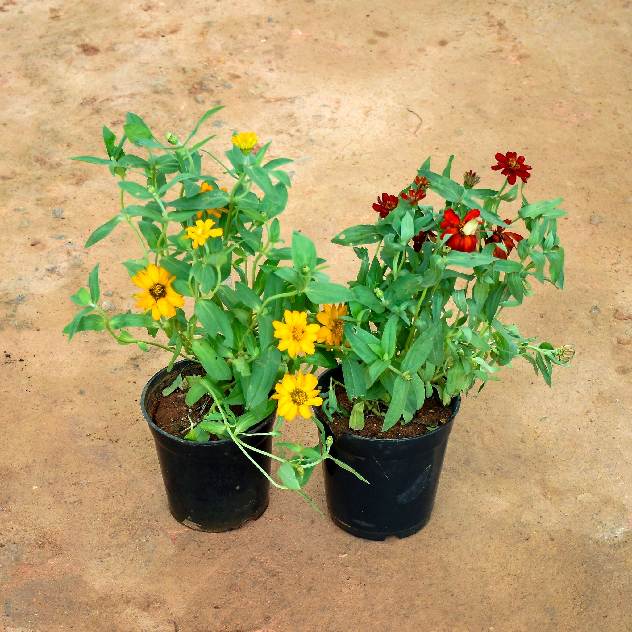 Set of 2 - Zinnia (Red & Yellow) in 6 Inch Nursery Pot