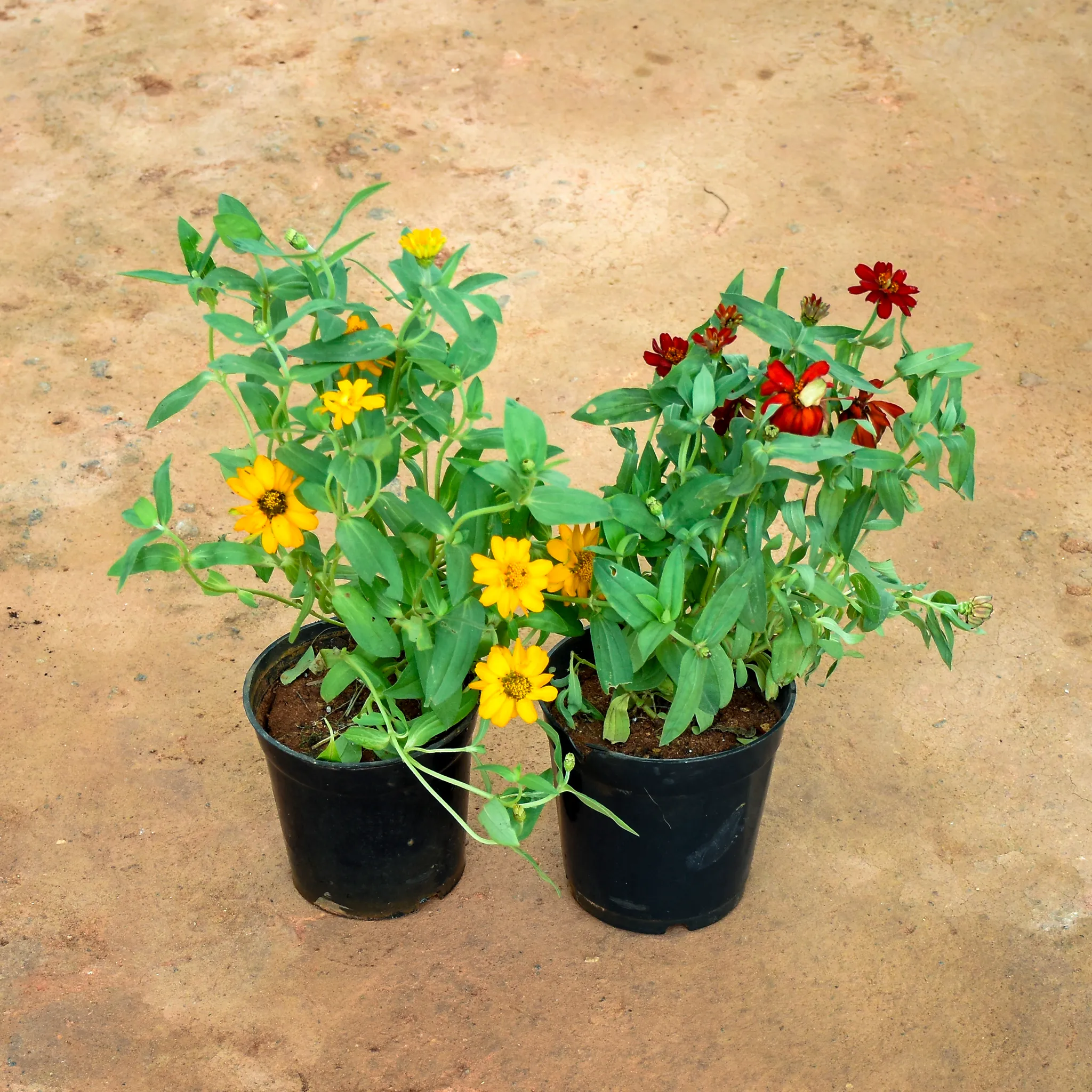 Set of 2 - Zinnia (Red & Yellow) in 6 Inch Nursery Pot