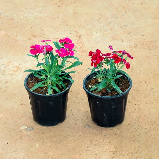 Set of 2 - Dianthus (Pink & Red) in 6 Inch Nursery Pot