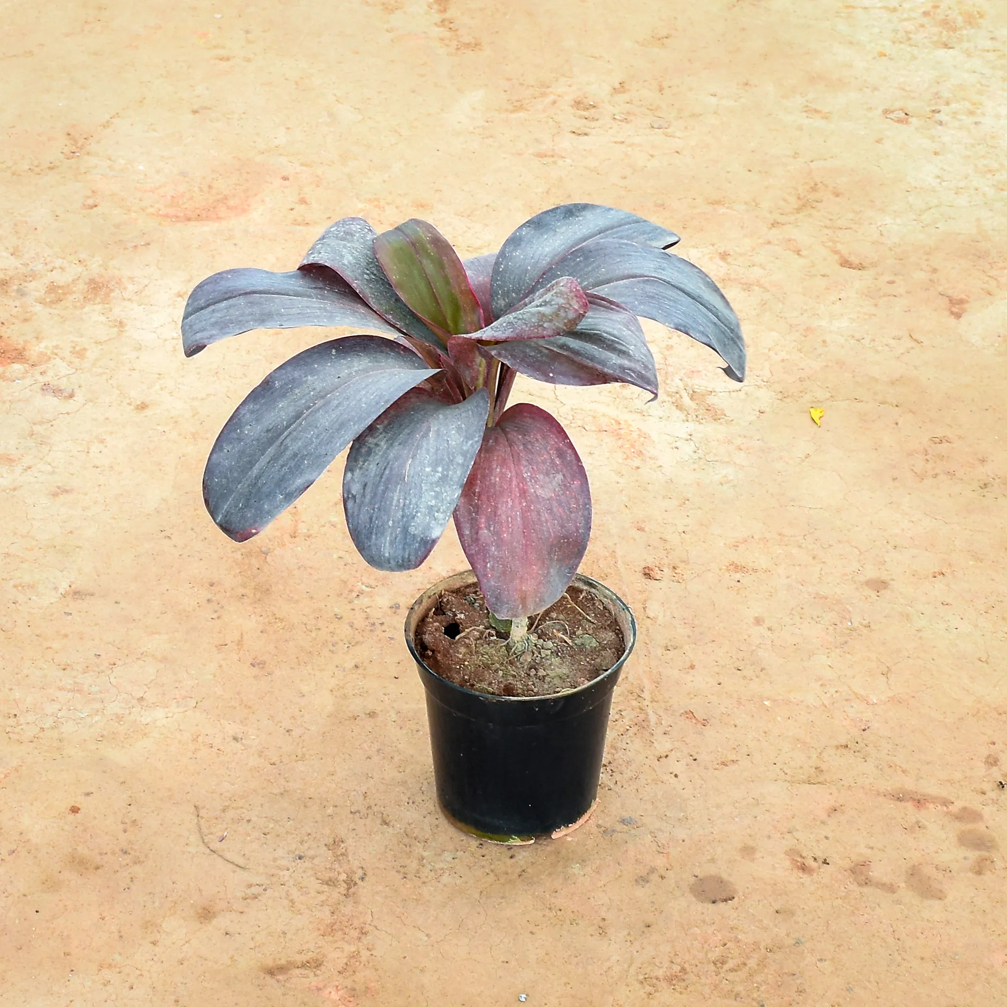 Dracaena Rosea in 6 Inch Nursery Pot