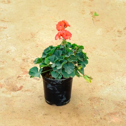 Buy Geranium Orange in 6 Inch Nursery Pot Online | Urvann.com