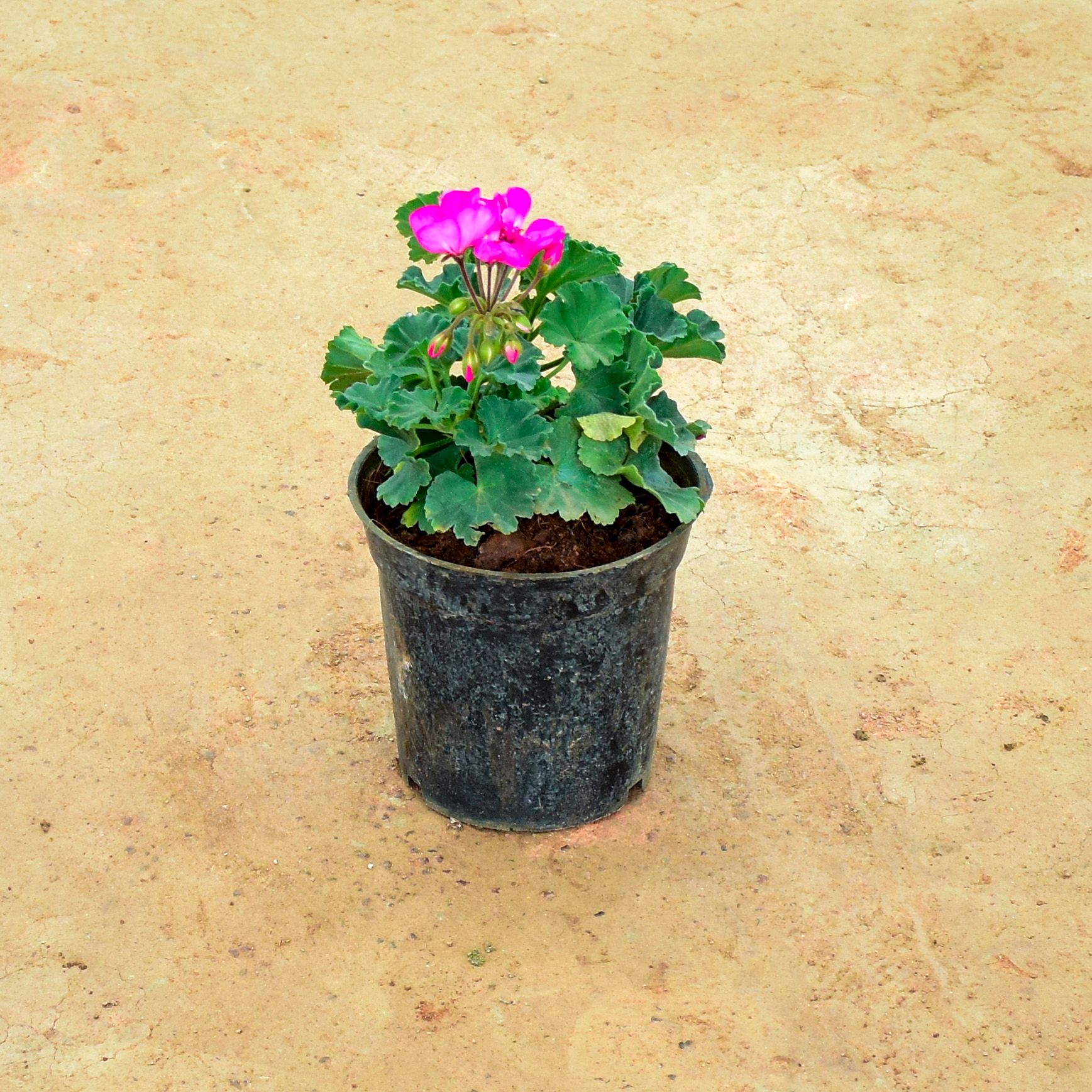 Geranium Pink in 6 Inch Nursery Pot