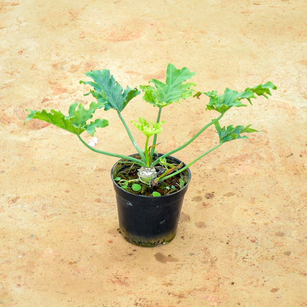 Buy Xanadu Green in 6 Inch Nursery Pot Online | Urvann.com Xanadu Green in 6 Inch Nursery Pot