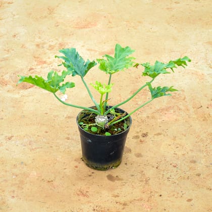 Buy Xanadu Green in 6 Inch Nursery Pot Online | Urvann.com