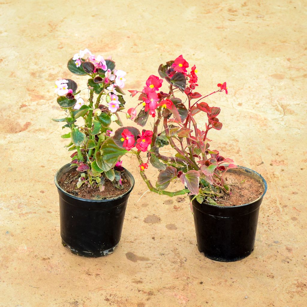 Buy Set of 2 - Begonia (Red & Pink) in 6 Inch Nursery Pot Online | Urvann.com Set of 2 - Begonia (Red & Pink) in 6 Inch Nursery Pot