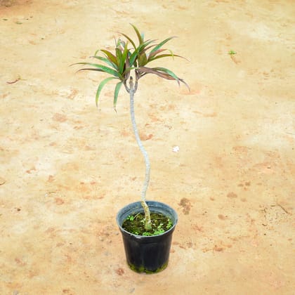 Buy Dracaena Marginata in 6 Inch Nursery Pot Online | Urvann.com