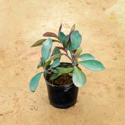 Buy Peperomia / Radiator Plant Black Variegated  in 6 Inch Nursery Pot Online | Urvann.com