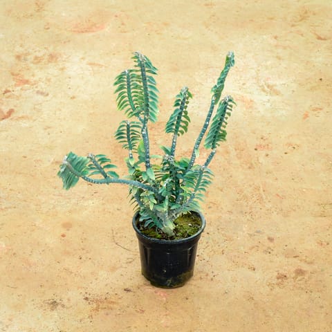 Pedilianthus / Devil's Backbone? in 6 Inch Nursery Pot