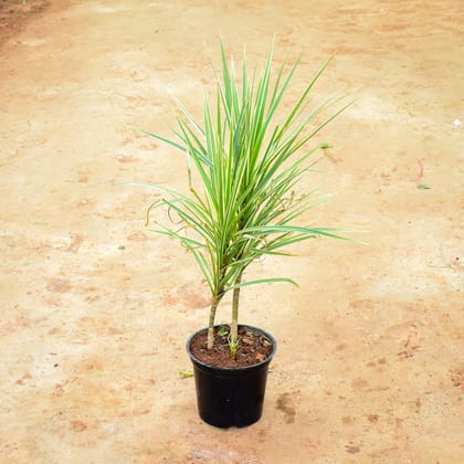 Buy Dracaena Colorama Green in 6 Inch Nursery Pot Online | Urvann.com