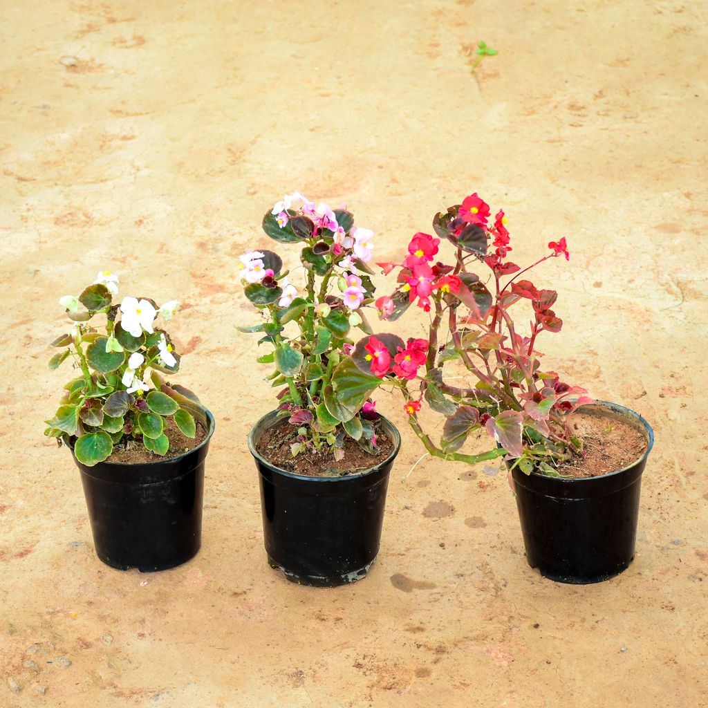 Buy Set of 3 - Begonia (White, Pink & Red) in 6 Inch Nursery Pot Online | Urvann.com Set of 3 - Begonia (White, Pink & Red) in 6 Inch Nursery Pot