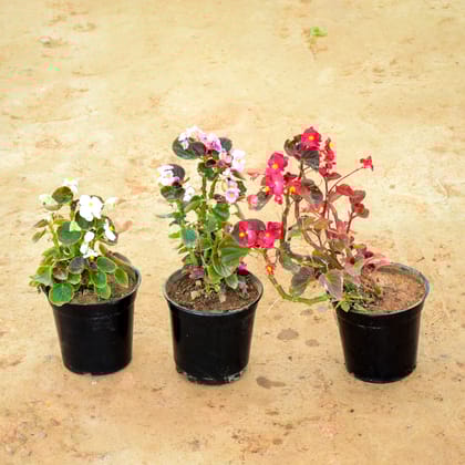 Buy Set of 3 -  Begonia (White, Pink & Red) in 6 Inch Nursery Pot Online | Urvann.com