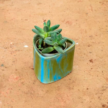 Buy Pachyphytum Hookeri Succulent in 4 Inch Triangle Shape Ceramic Pot (any colour)  Online | Urvann.com