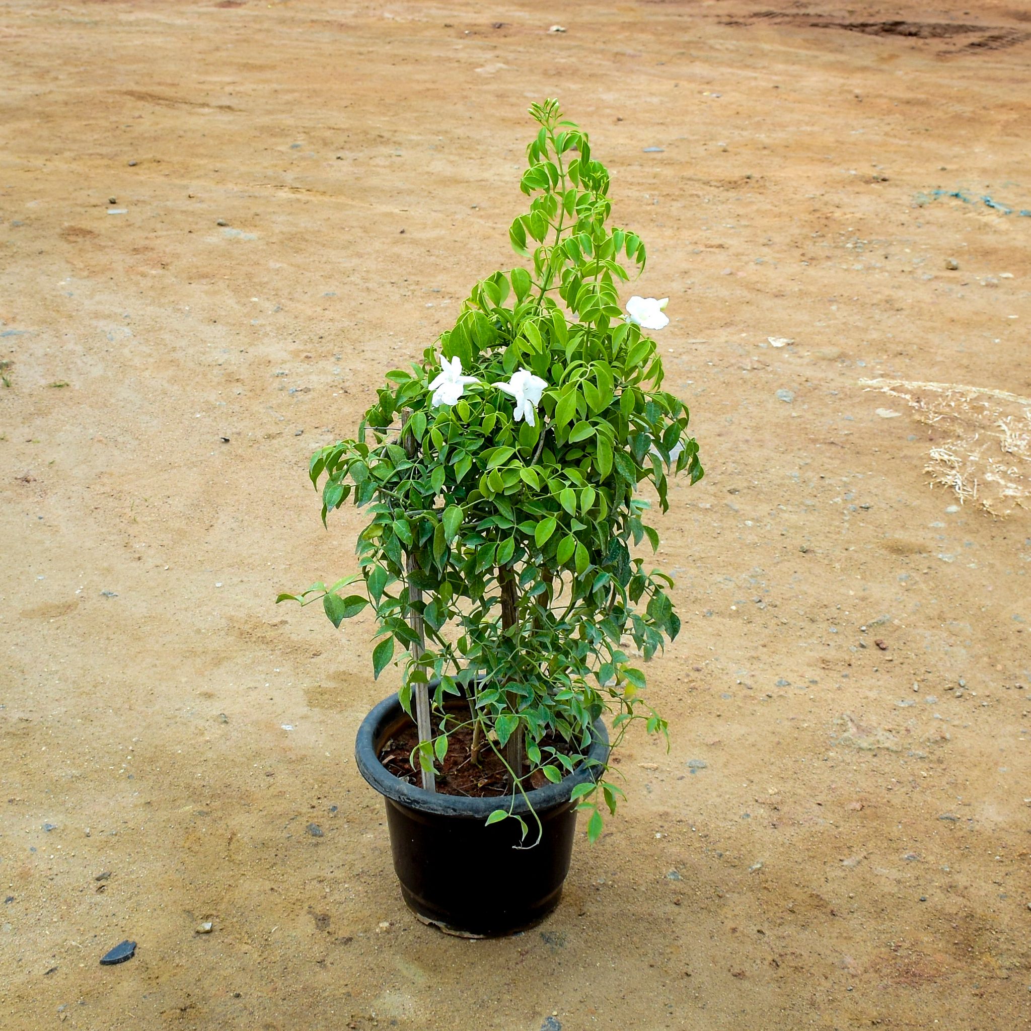 Radermachera / China Doll (~ 2 Ft)in 10 Inch Nursery Pot