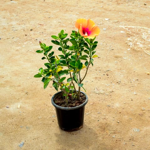 Hibiscus Orange in 10 Inch Nursery Pot