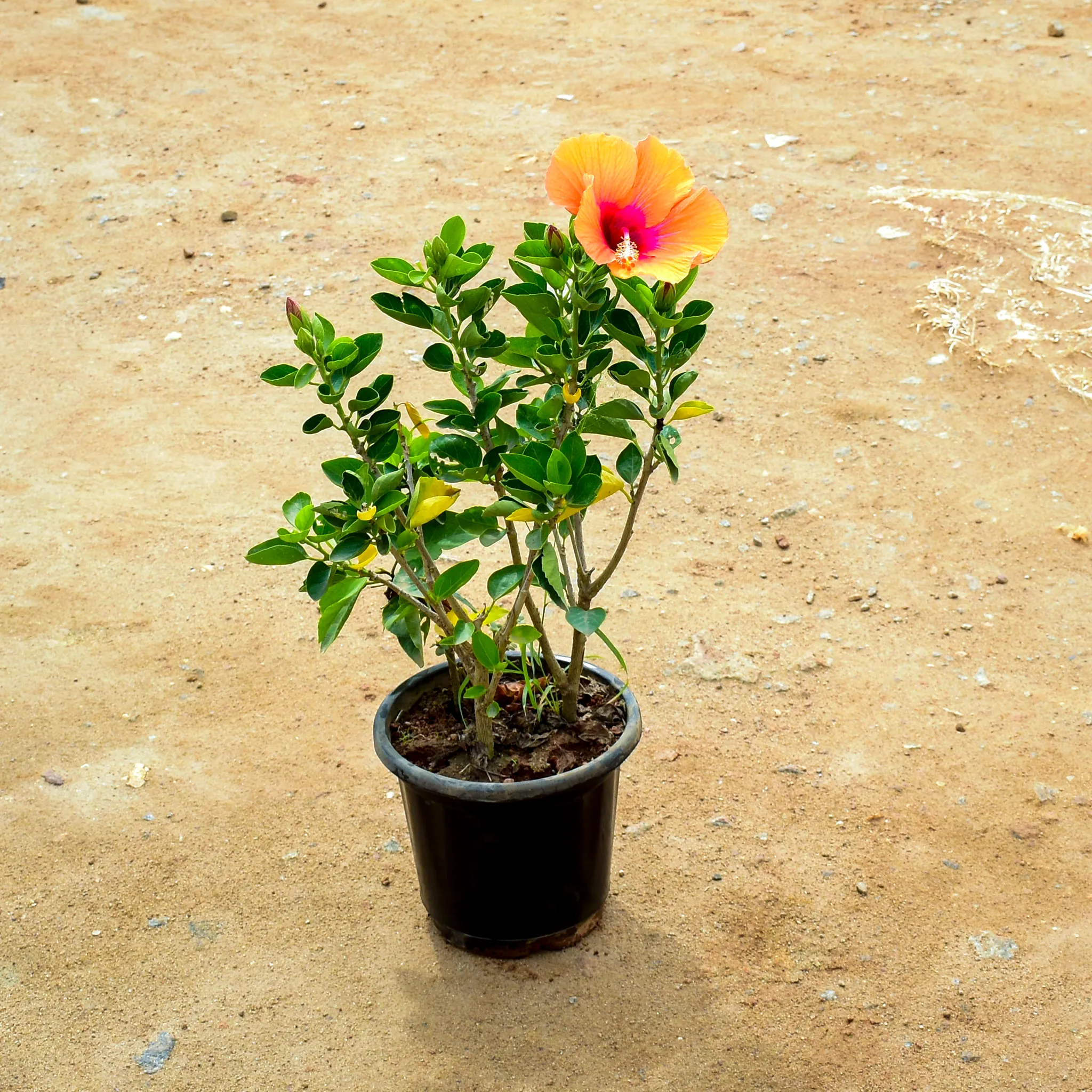 Hibiscus Orange in 10 Inch Nursery Pot