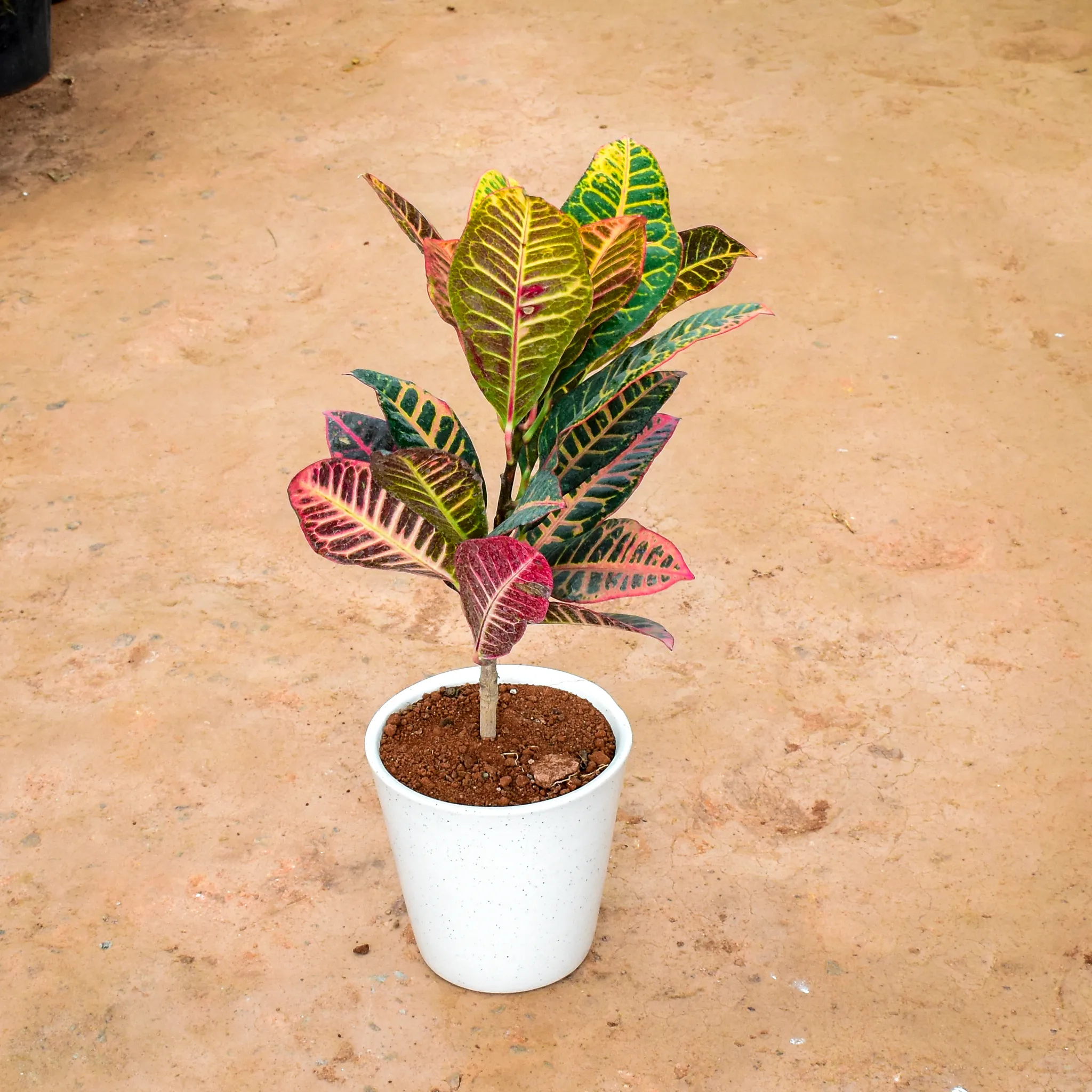 Croton Petra in 9 Inch Balti Ceramic Pot (any colour) (any design)