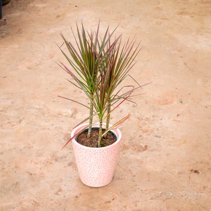 Buy Dracaena Colorama Red in 8 Inch Balti Ceramic Pot (any colour) (any design) Online | Urvann.com