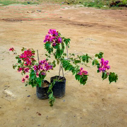 Buy Set of 2 - Bougainvillea (Red & Pink) in 10 Inch Nursery Bag Online | Urvann.com