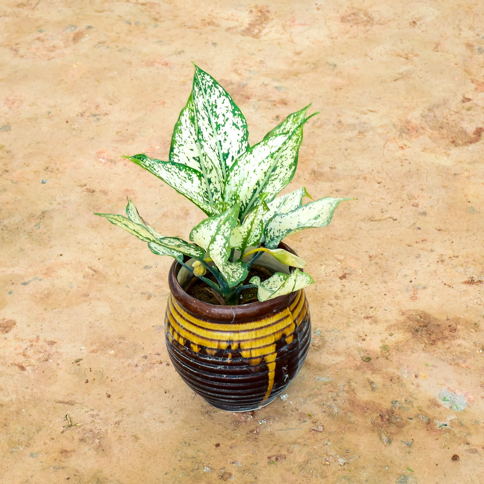 Aglaonema Snow White in 6 Inch Matki Designer Ceramic Pot (any colour) (any design)