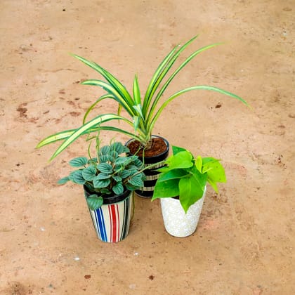 Buy Set of 3 - Peperomia Watermelon White, Money Plant Green & Pandanus) in 6 Inch Balti Designer Ceramic Pot (any colour) (any design) Online | Urvann.com