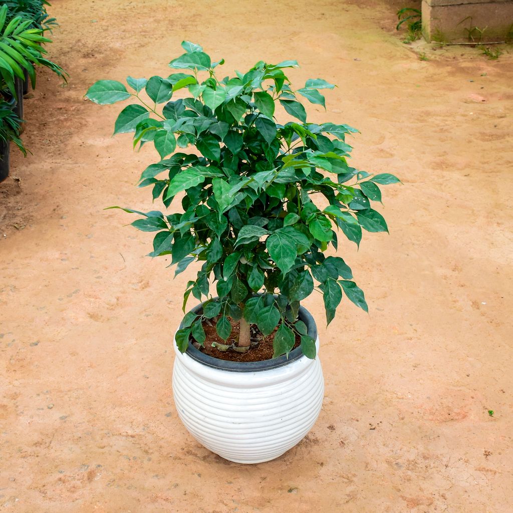 Buy Radermachera / China Doll in 12 Inch Matki Designer Ceramic Pot (any colour) (any design) Online | Urvann.com Radermachera / China Doll in 12 Inch Matki Designer Ceramic Pot (any colour) (any design)