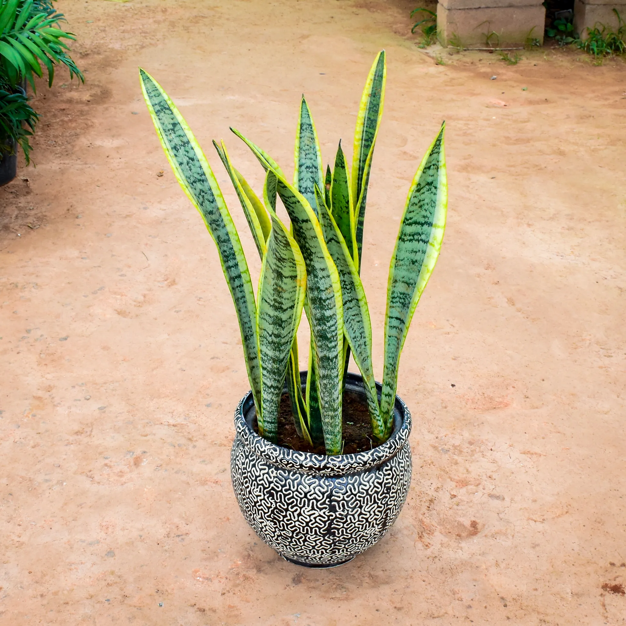 Snake Long in 12 Inch Matki Designer Ceramic Pot (any colour) (any design)