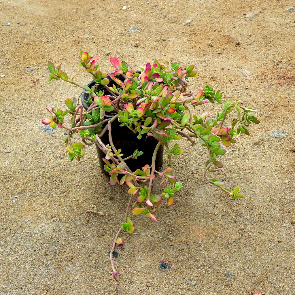 Buy Portulaca Moss Rose Red in 6 Inch Nursery Pot Online | Urvann.com Portulaca Moss Rose Red in 6 Inch Nursery Pot