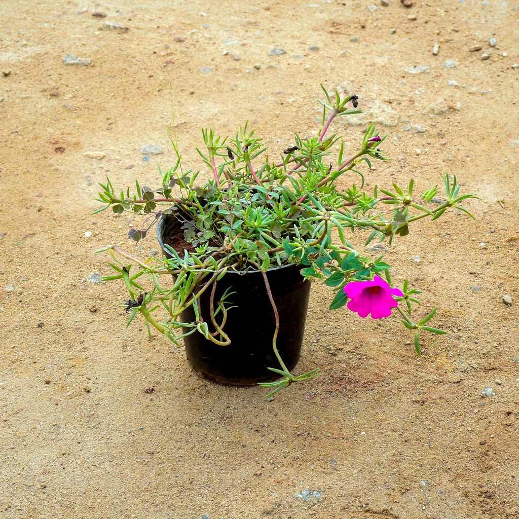 Buy Portulaca Moss Rose Pink in 6 Inch Nursery Pot Online | Urvann.com Portulaca Moss Rose Pink in 6 Inch Nursery Pot