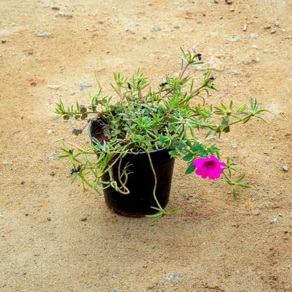 Buy Portulaca Moss Rose Pink in 6 Inch Nursery Pot Online | Urvann.com