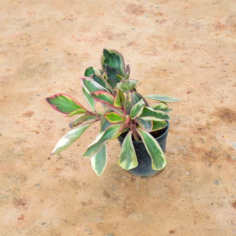 Peperomia / Radiator Plant in 6 Inch Nursery Pot