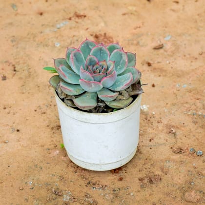 Buy Echeveria Green Succulent in 3 Inch Nursery Pot Online | Urvann.com