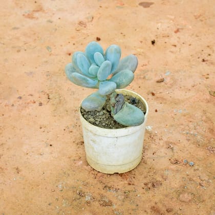 Buy Pachyphytum Compactum Succulent in 3 Inch Nursery Pot Online | Urvann.com