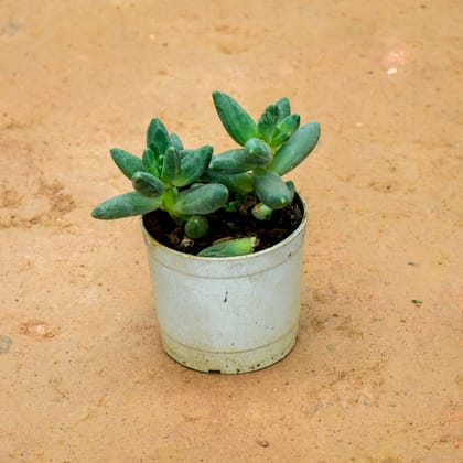 Buy Pachyphytum Hookeri Succulent in 3 Inch Nursery Pot Online | Urvann.com