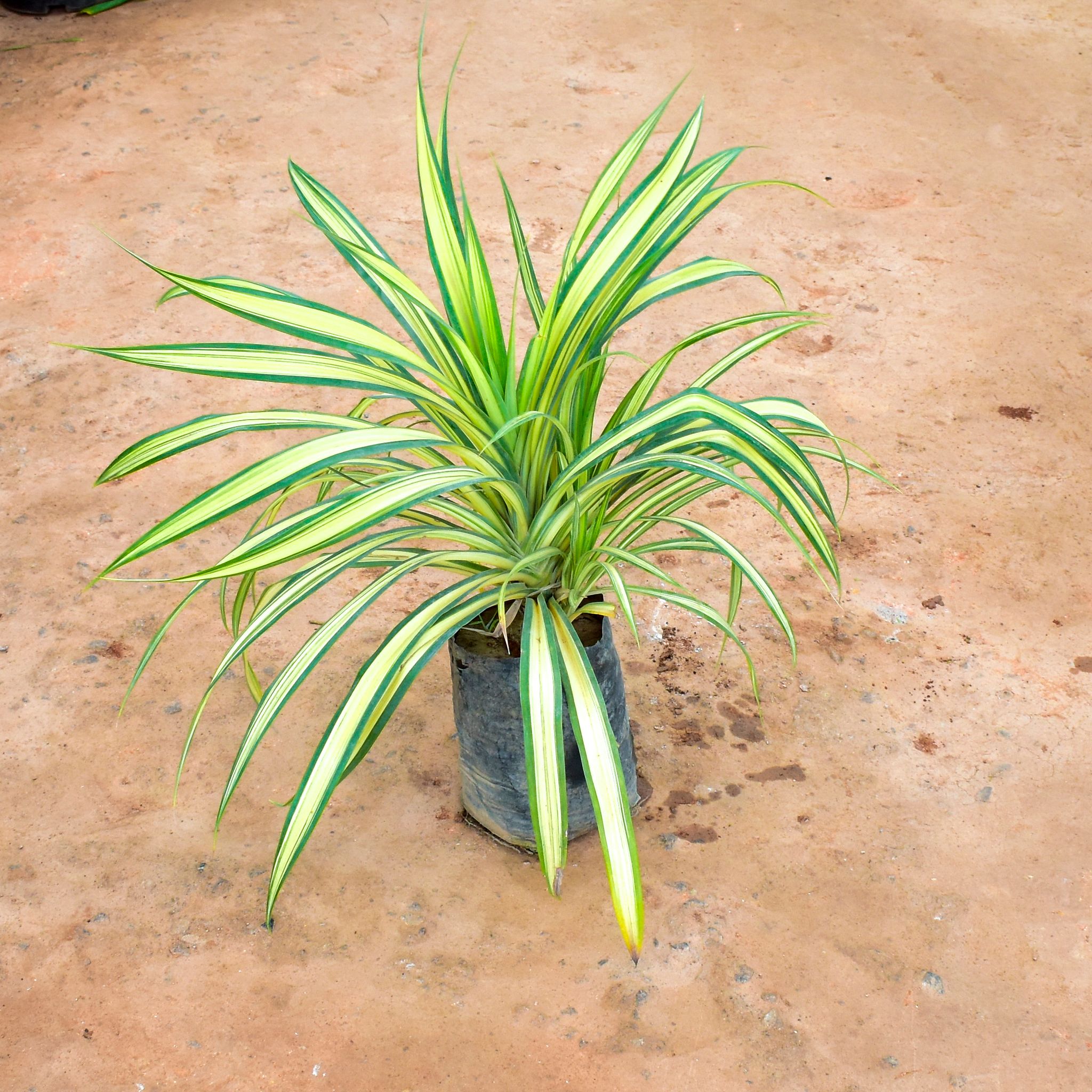 Pandanus / Screwpine in 8 Inch Nursery Bag