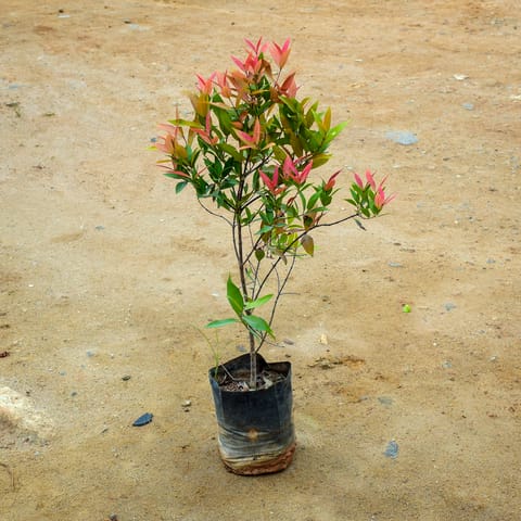 Syzygium (any colour) in 8 Inch Nursery Bag