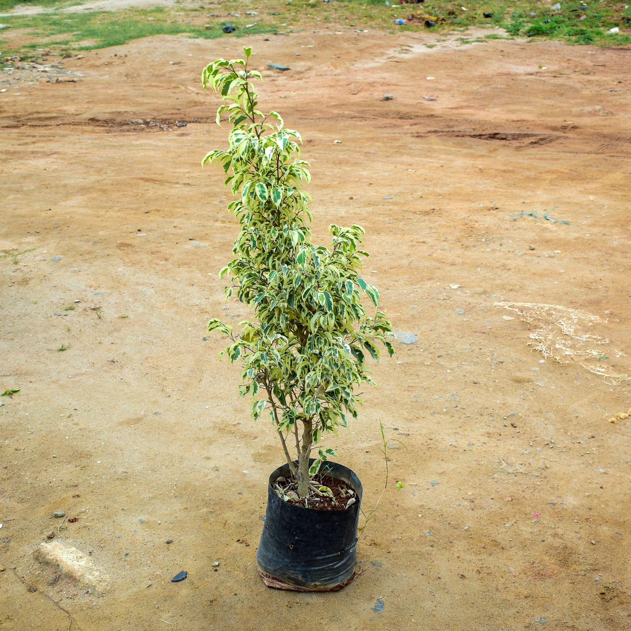 Ficus Starlight in 10 Inch Nursery Bag