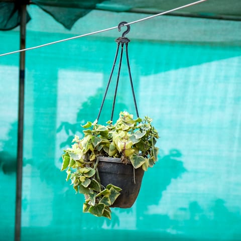English Ivy in 7 Inch Hanging Pot