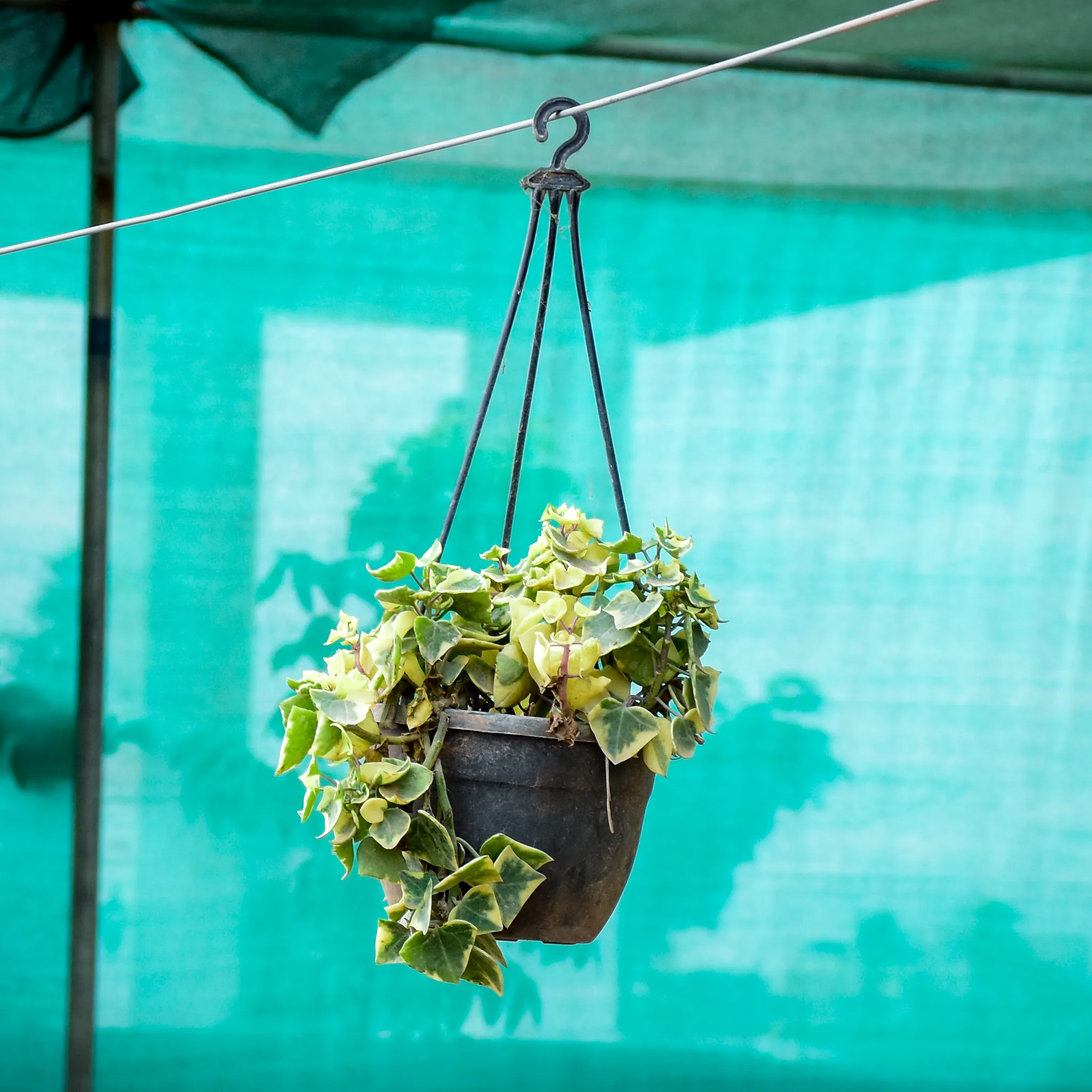 English Ivy in 7 Inch Hanging Pot