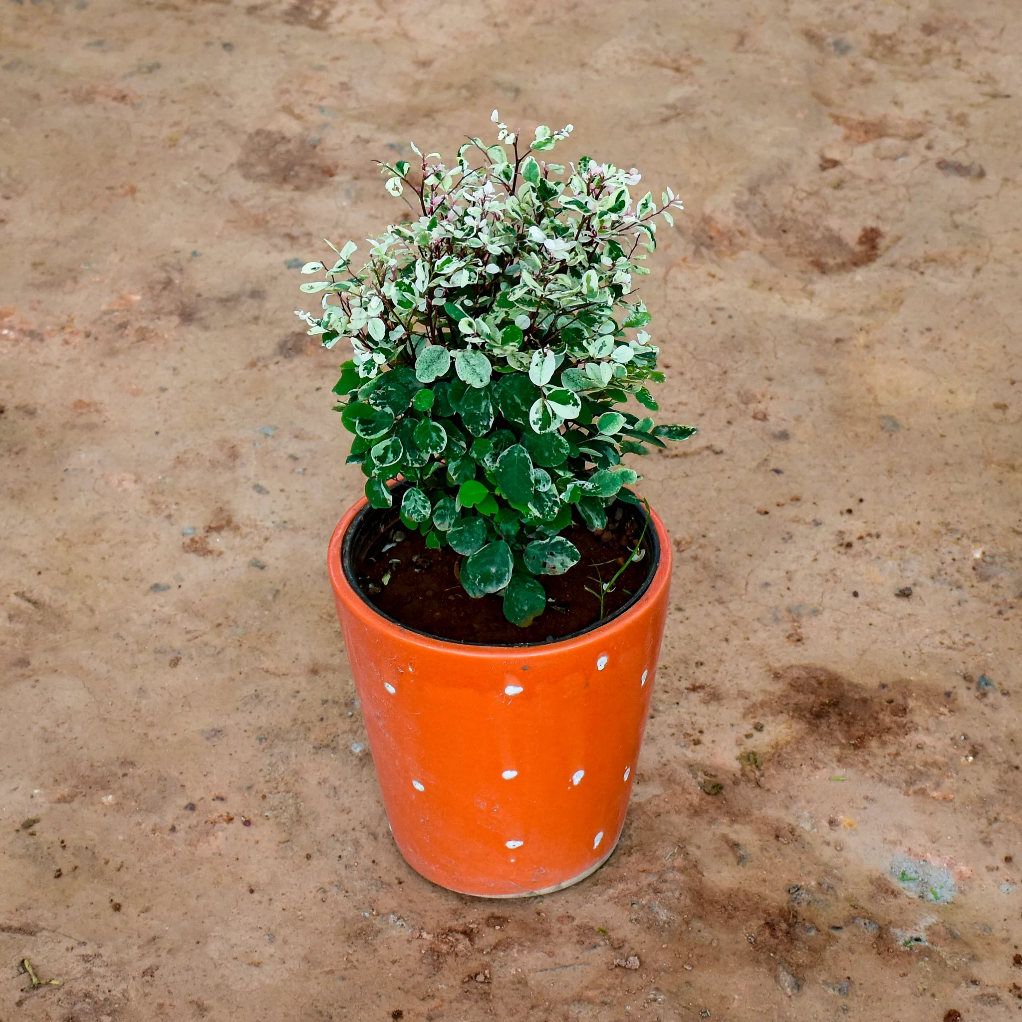 Vishnu Bush in 6 Inch Orange Balti Ceramic Pot