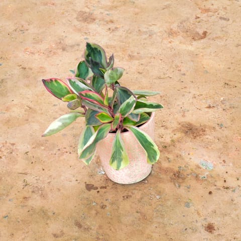 Peperomia / Radiator Plant in 6 Inch Balti Ceramic Pot (any colour) (any design)