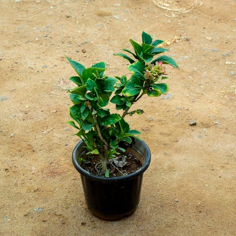 Hydrangea Pink in 8 Inch Nursery Pot