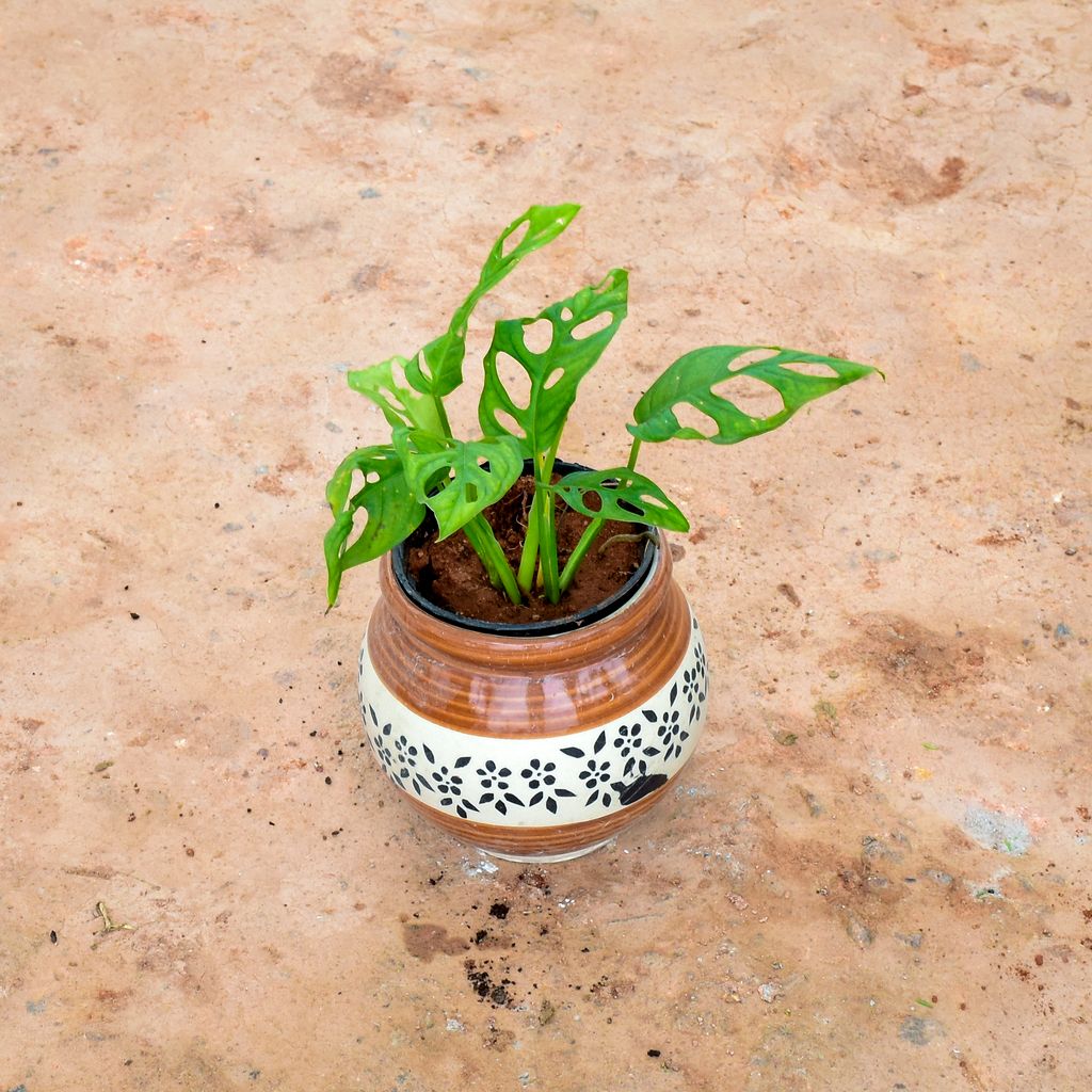 Buy Monstera Broken Heart in 6 Inch Matki Designer Ceramic Pot (any colour) (any design) Online | Urvann.com Monstera Broken Heart in 6 Inch Matki Designer Ceramic Pot (any colour) (any design)