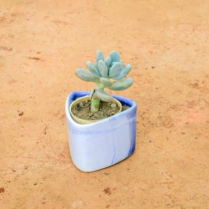 Buy Pachyphytum Compactum Succulent in 4 Inch Triangle Shape Ceramic Pot (any colour)  Online | Urvann.com