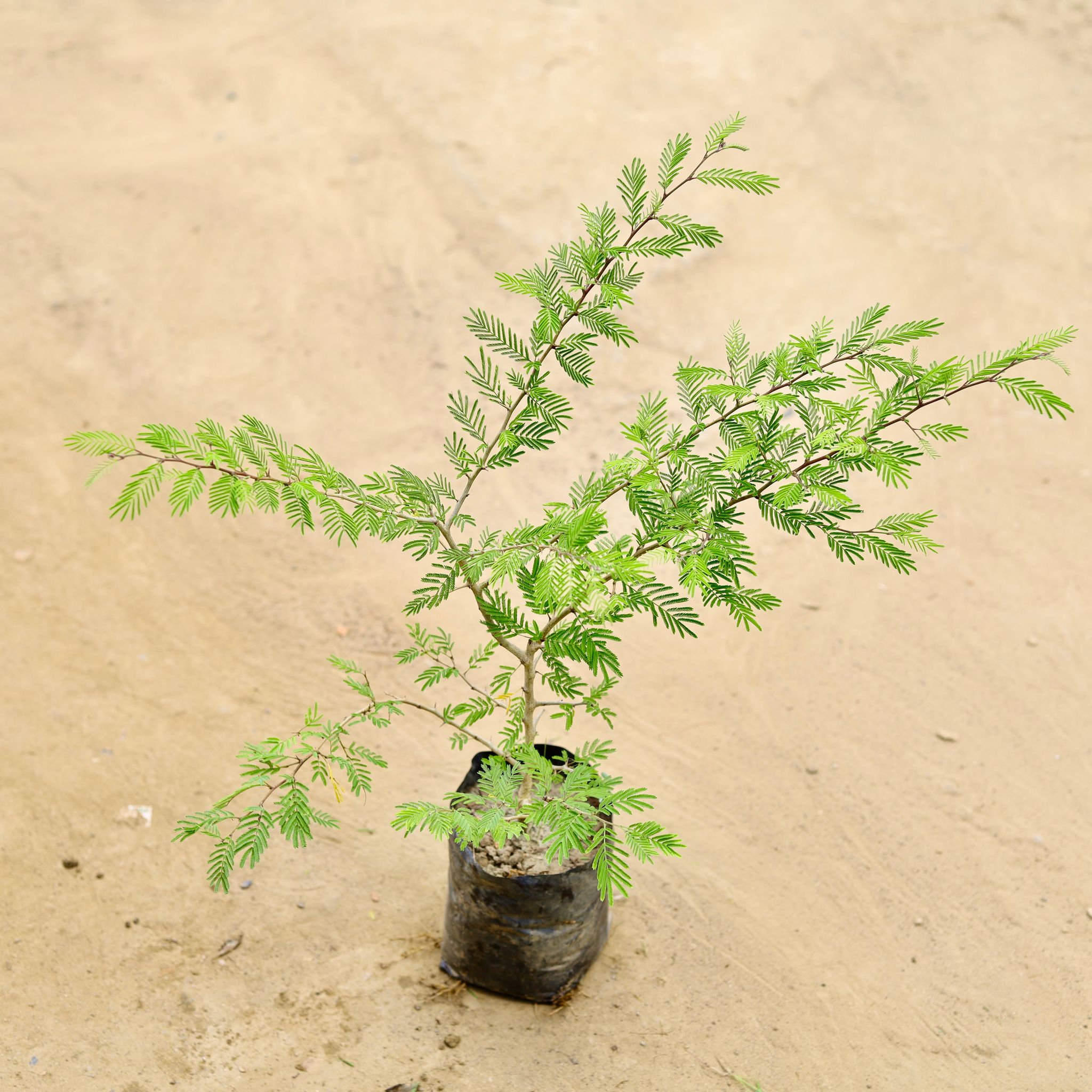 Shami in 6 Inch Nursery bag